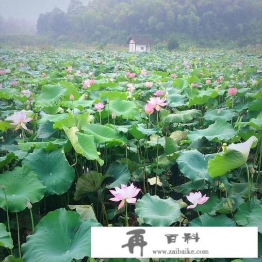 多年之后，你印象最深的中小学课文是哪一篇_金宝贝招聘很严格吗