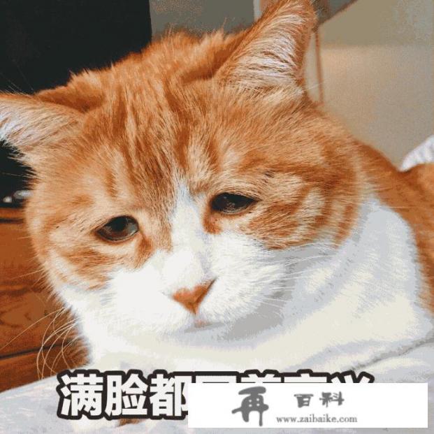 出门旅行，是带猫一起去好，还是把猫留在家里好？为什么