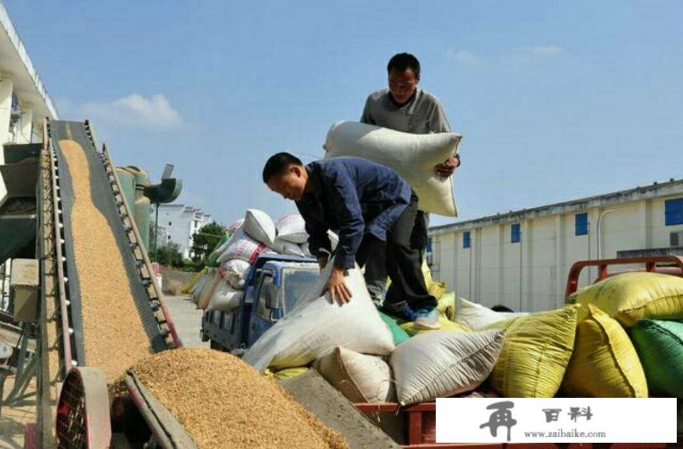 今年小麦价格怎么样