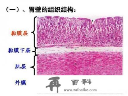 胃不好需要吃什么东西可以养胃