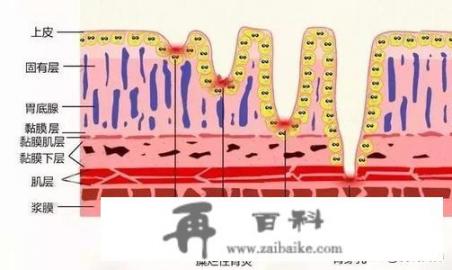 胃不好需要吃什么东西可以养胃