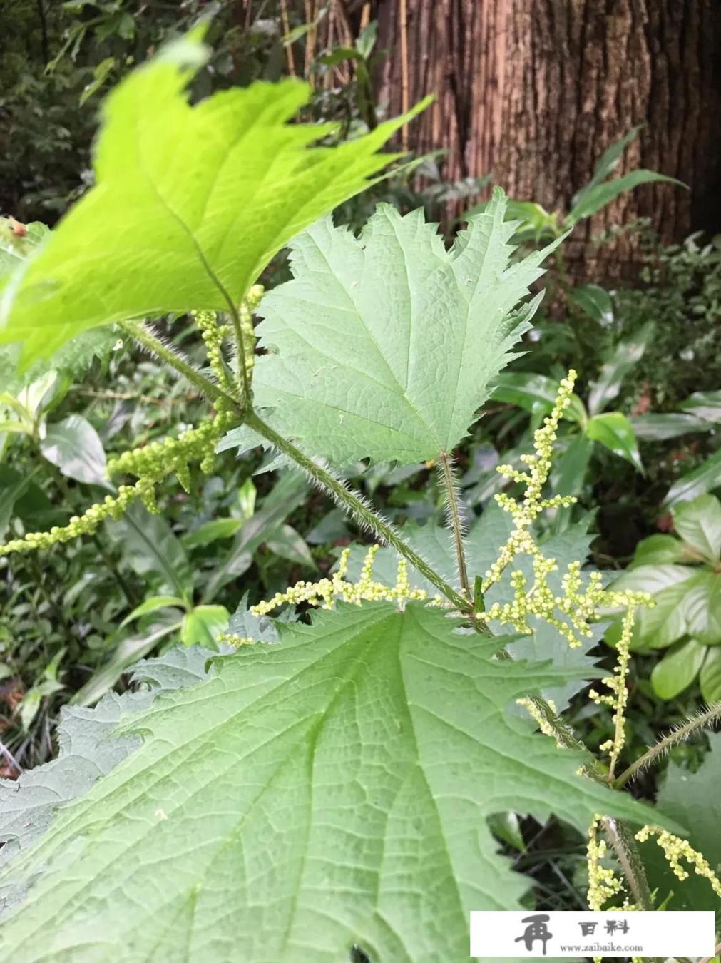 原来农村有一种植物叫荨麻，碰过它的人还会有记忆吗？知道有什么用途吗