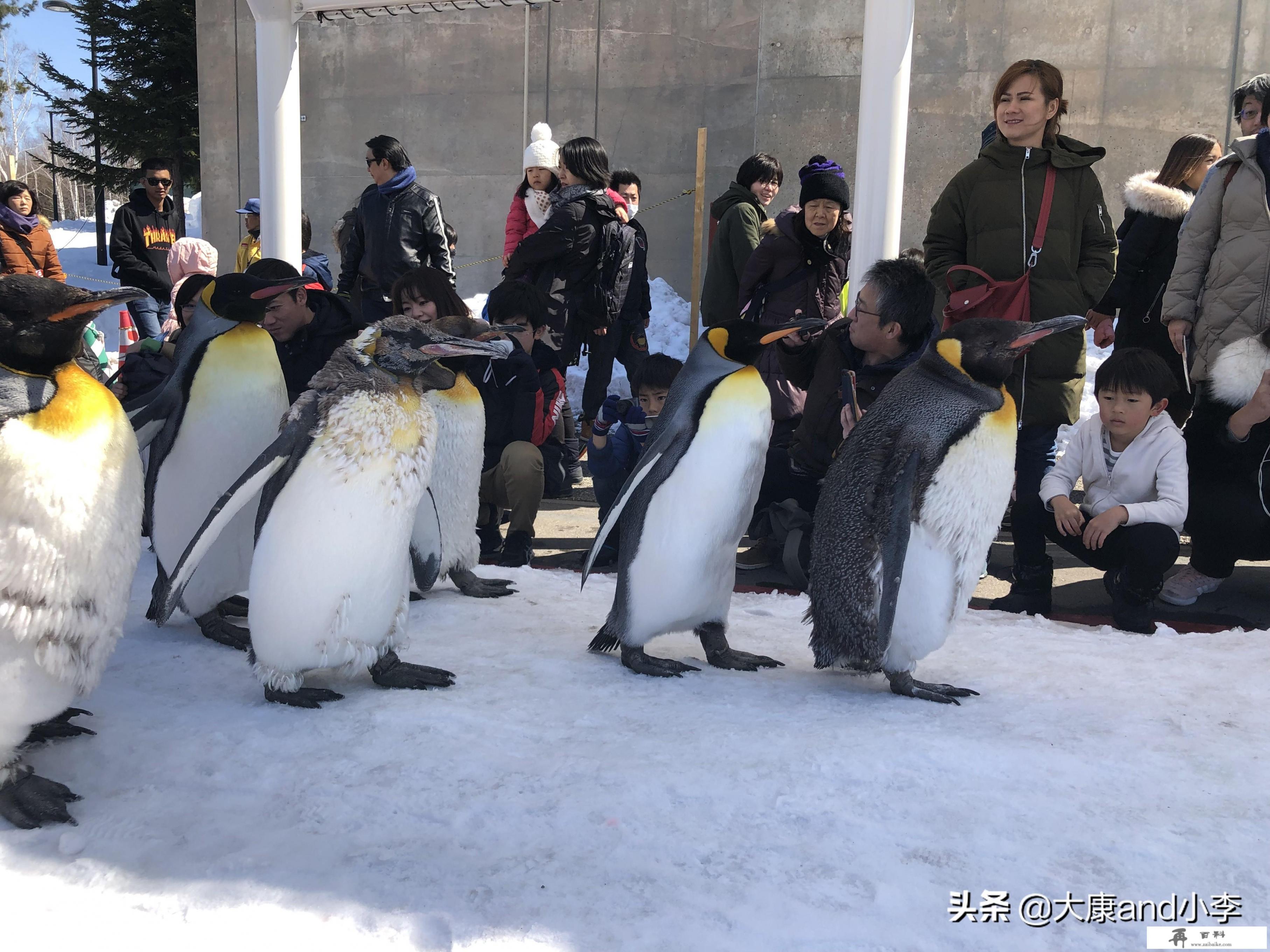 在北海道生活是怎样一种体验