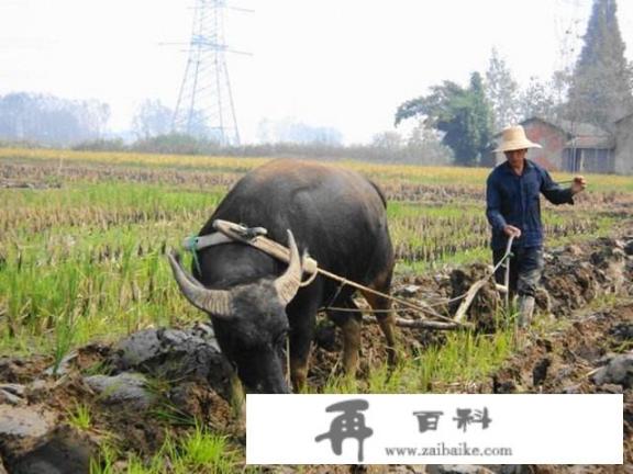 有什么农村很常见的中药被视为杂草，如车前子，苍耳