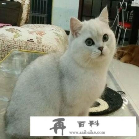 你家的猫咪黏人吗