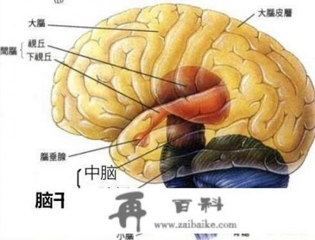 应激状态下的人体反应