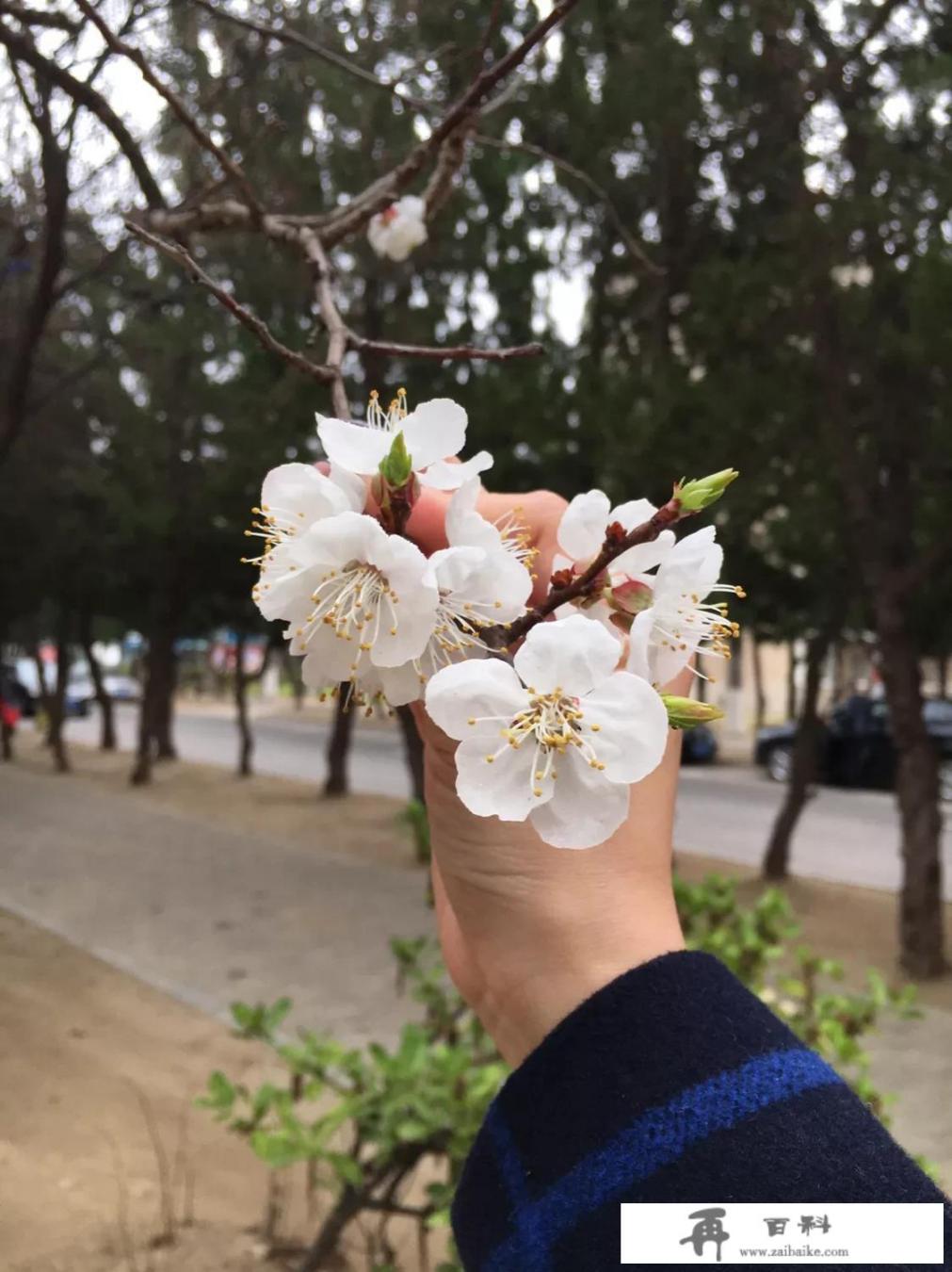 此木是柴山山出，下一句