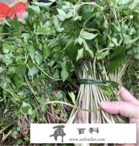 野芹菜能吃吗，是否有毒