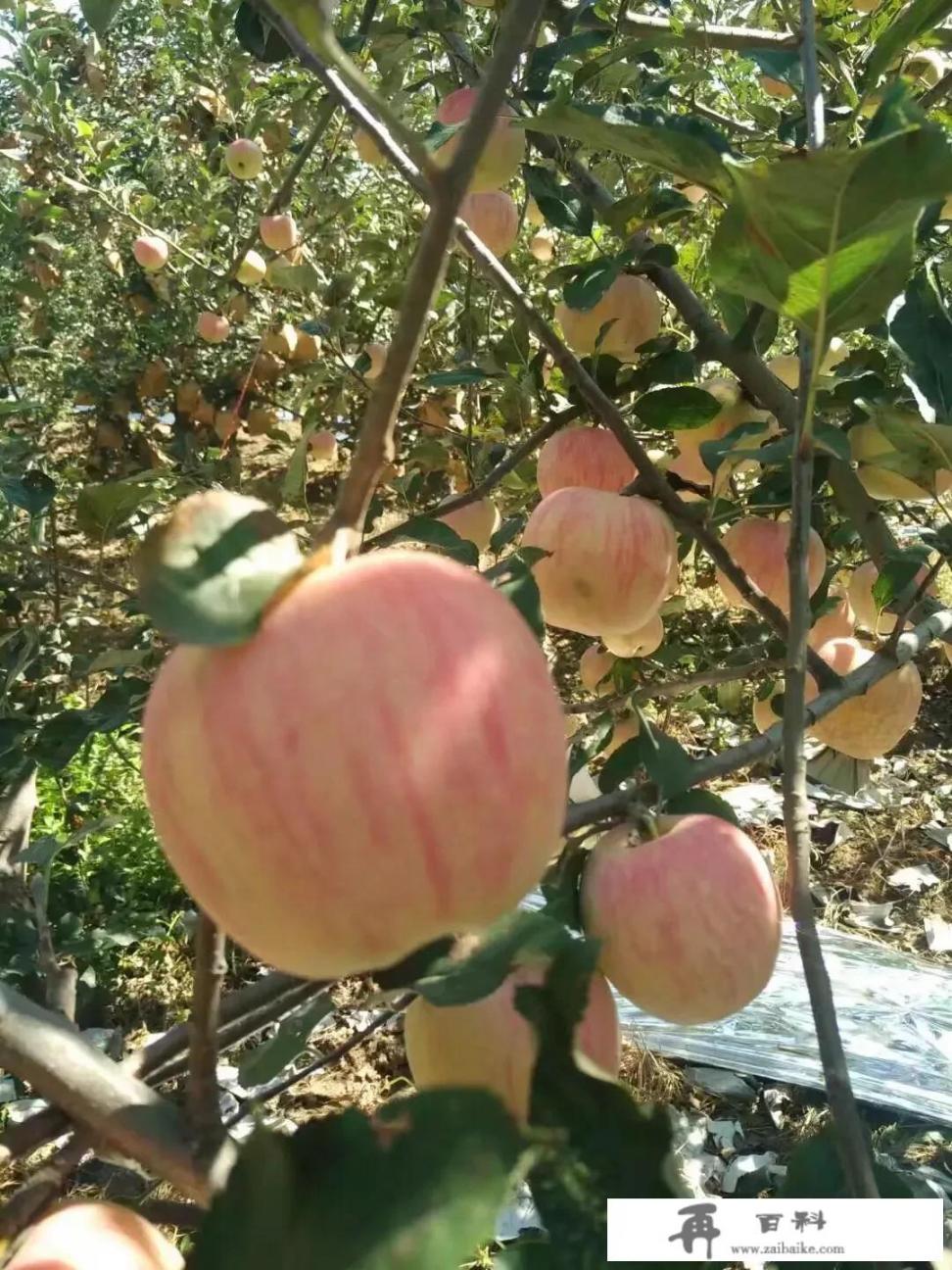 苹果分好多种品种，你能分别说出哪几种苹果的优缺点？