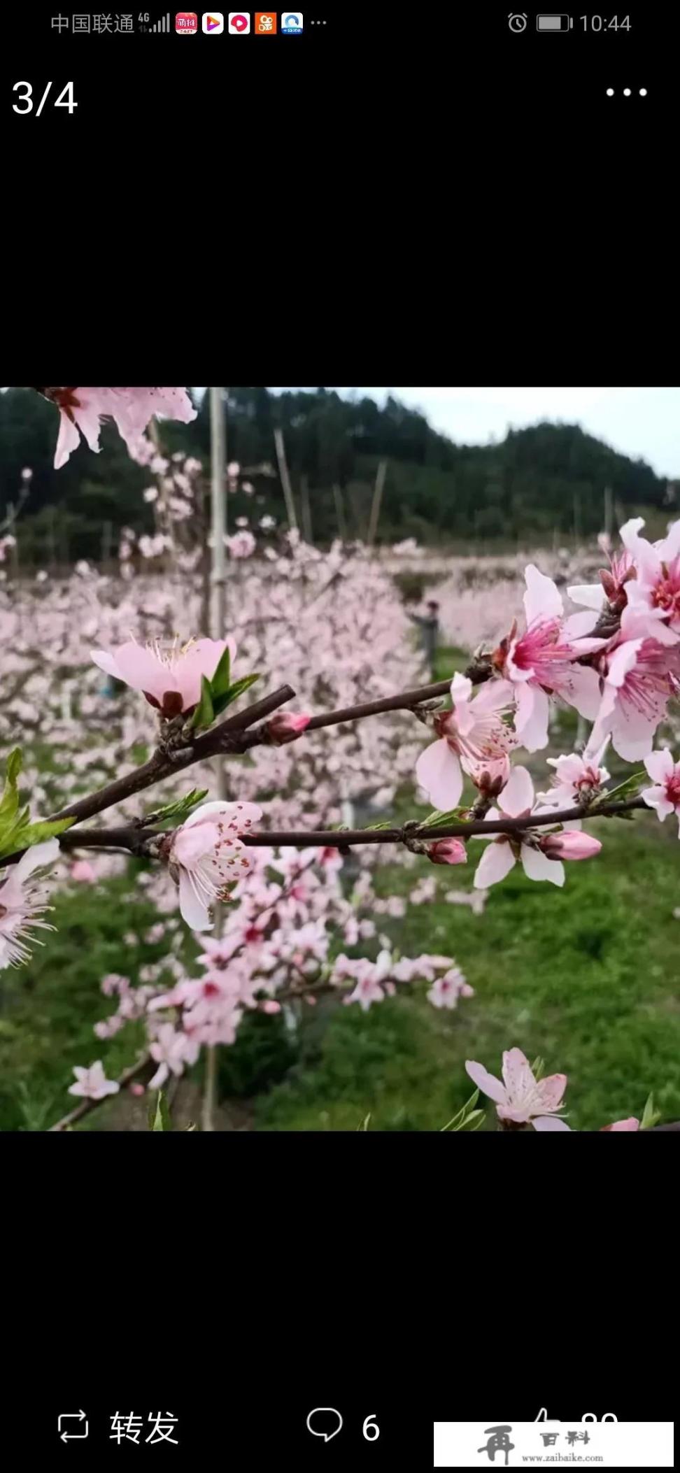 春雨过后，可以分享一下你家乡的花开图片吗？