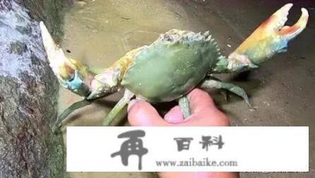 深海鱼现在还在直播吗？