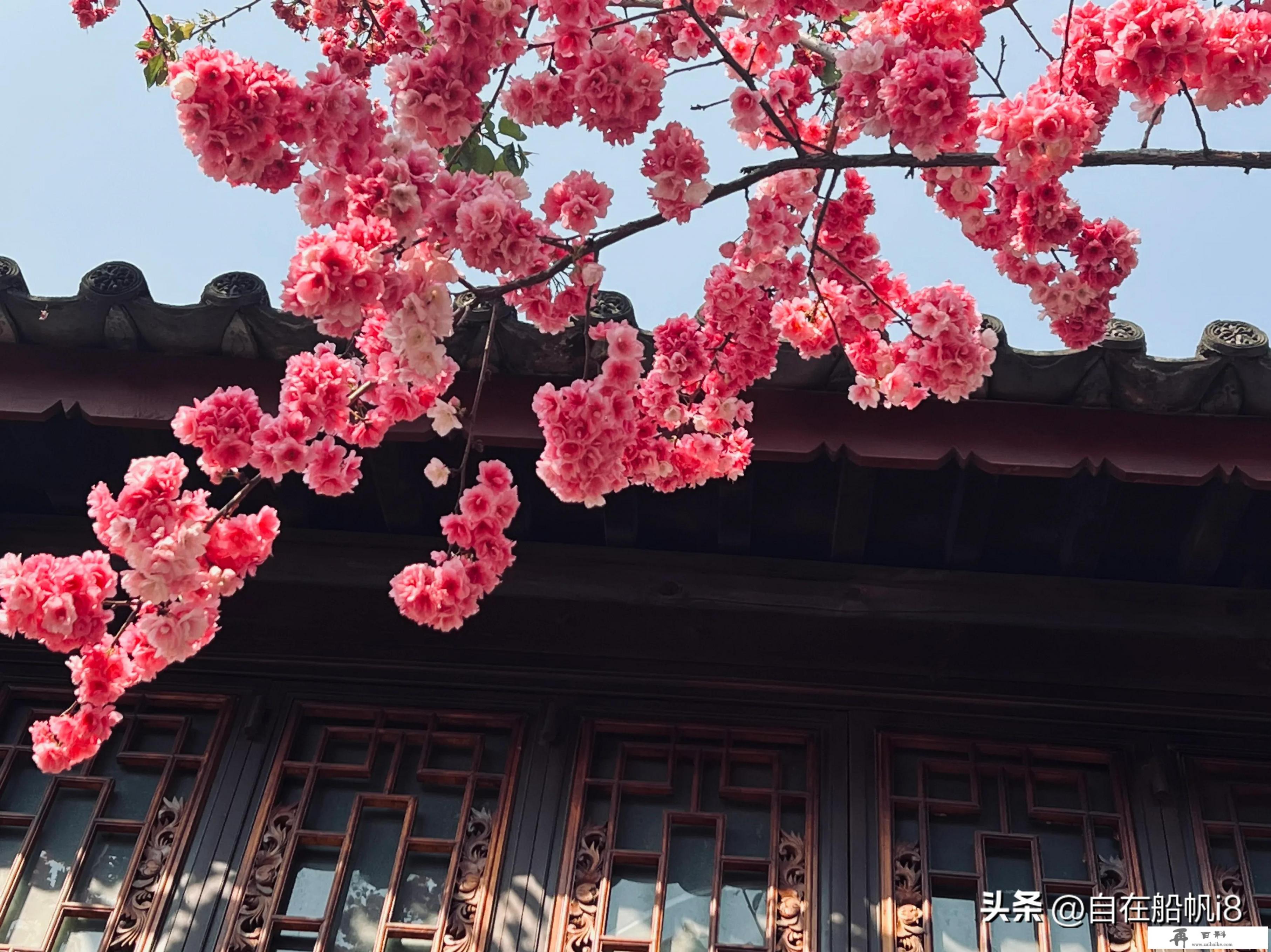 福州哪里可以观赏樱花和梅花？