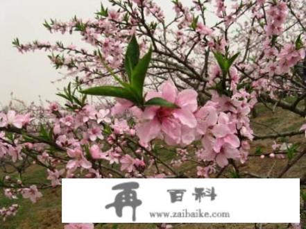 宜昌枝江安福寺连续办了17届的桃花艺术节，对当地旅游经济发展有些什么促进作用？