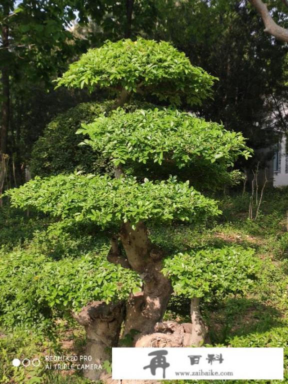 一年四季的花各有各的美？