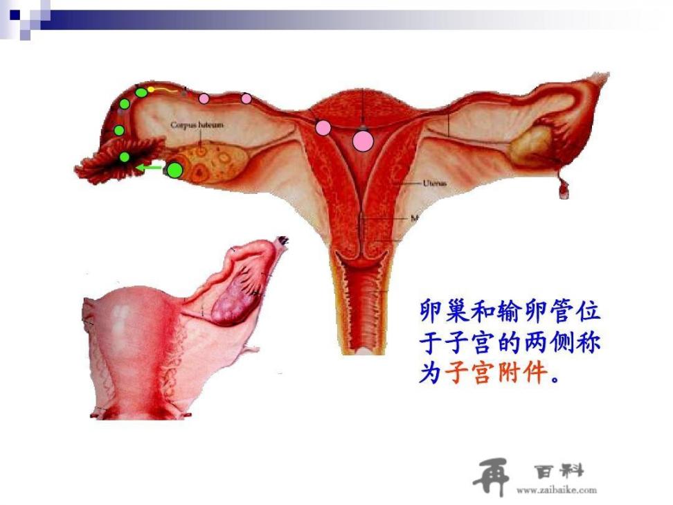 小肚子庝，像吃辣椒一样隐痛是什么原因？