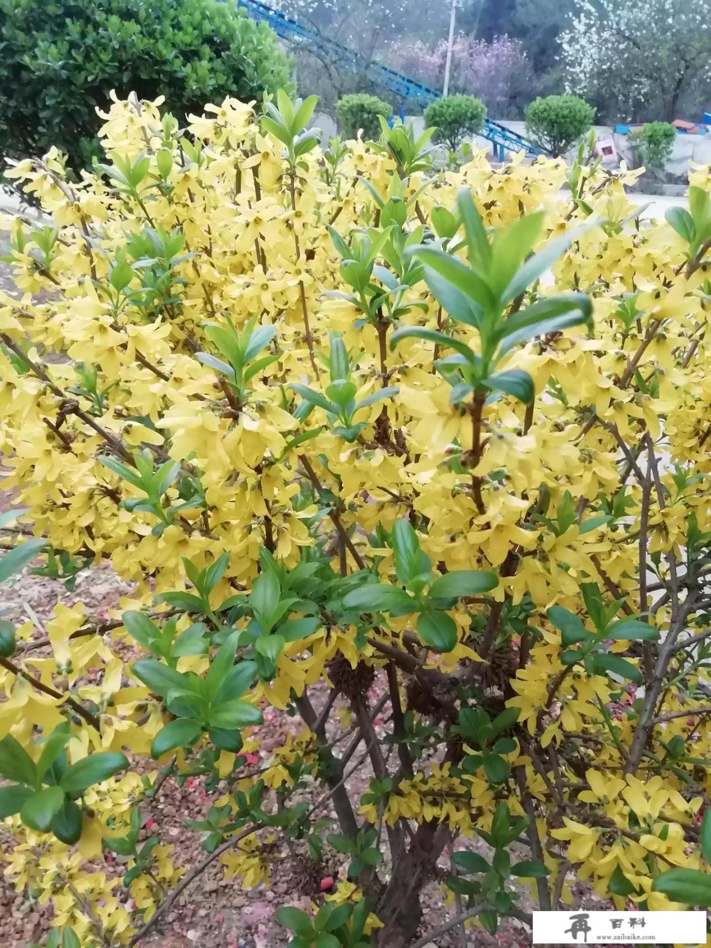 我在农村有一座山，村里有水库，旅游业有前景，村里农家乐很多，该怎么资源利用这座山