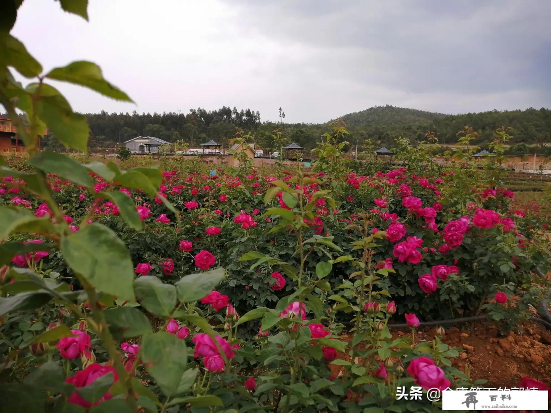 旅游型城市的未来前景如何