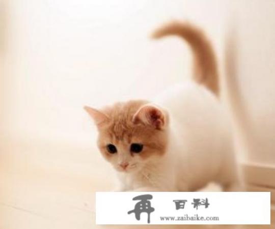 猫咪发烧如何在家护理