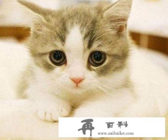 猫咪发烧如何在家护理