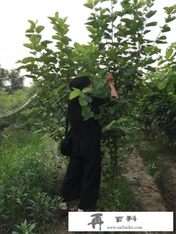 您最为满意的旅游照片是哪幅？是采用什么技巧拍摄的