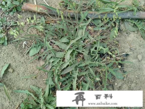 农村什么野菜吃了好？