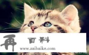 关于穿越变成猫的所有小说？