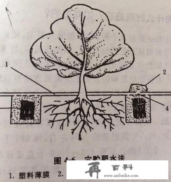 5年桃树，现在施肥得离桃树多远挖坑还是怎么施肥呢？