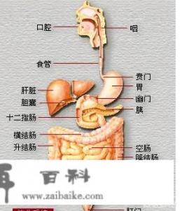 结肠的结肠带是什么构成？