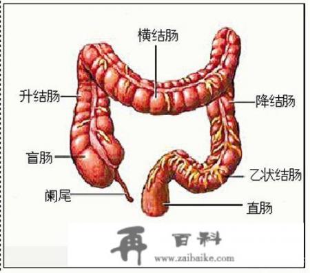 结肠的结肠带是什么构成？