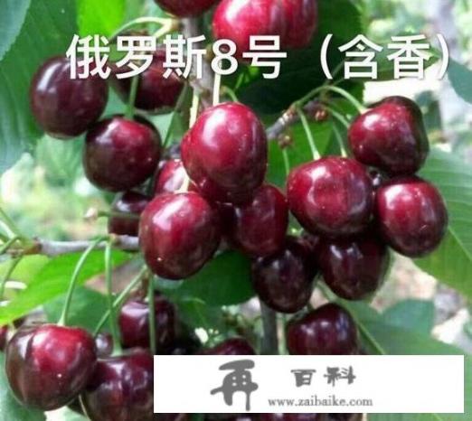 车厘子俄罗斯八号味道如何？