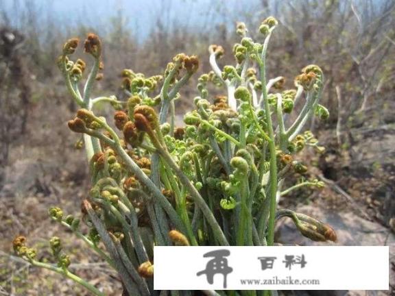 野菜种植:适合人工种植的野菜有哪些？