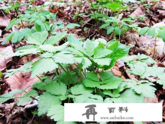 野菜种植:适合人工种植的野菜有哪些？