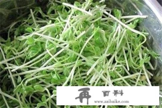 野菜苜蓿怎么吃？