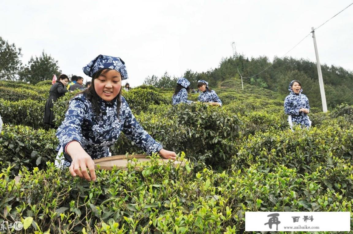 中国人对茶的认识包括？