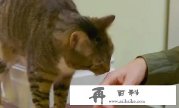 新养的小猫对我十分不友好怎么办？