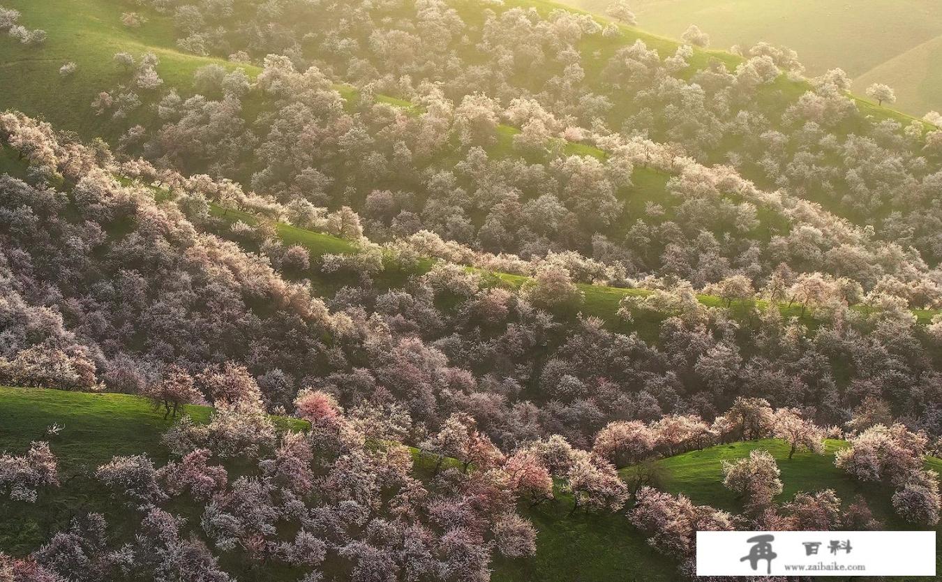 又到花开时，疫情已经得到有效的控制，爱好旅游的你会去哪旅游？