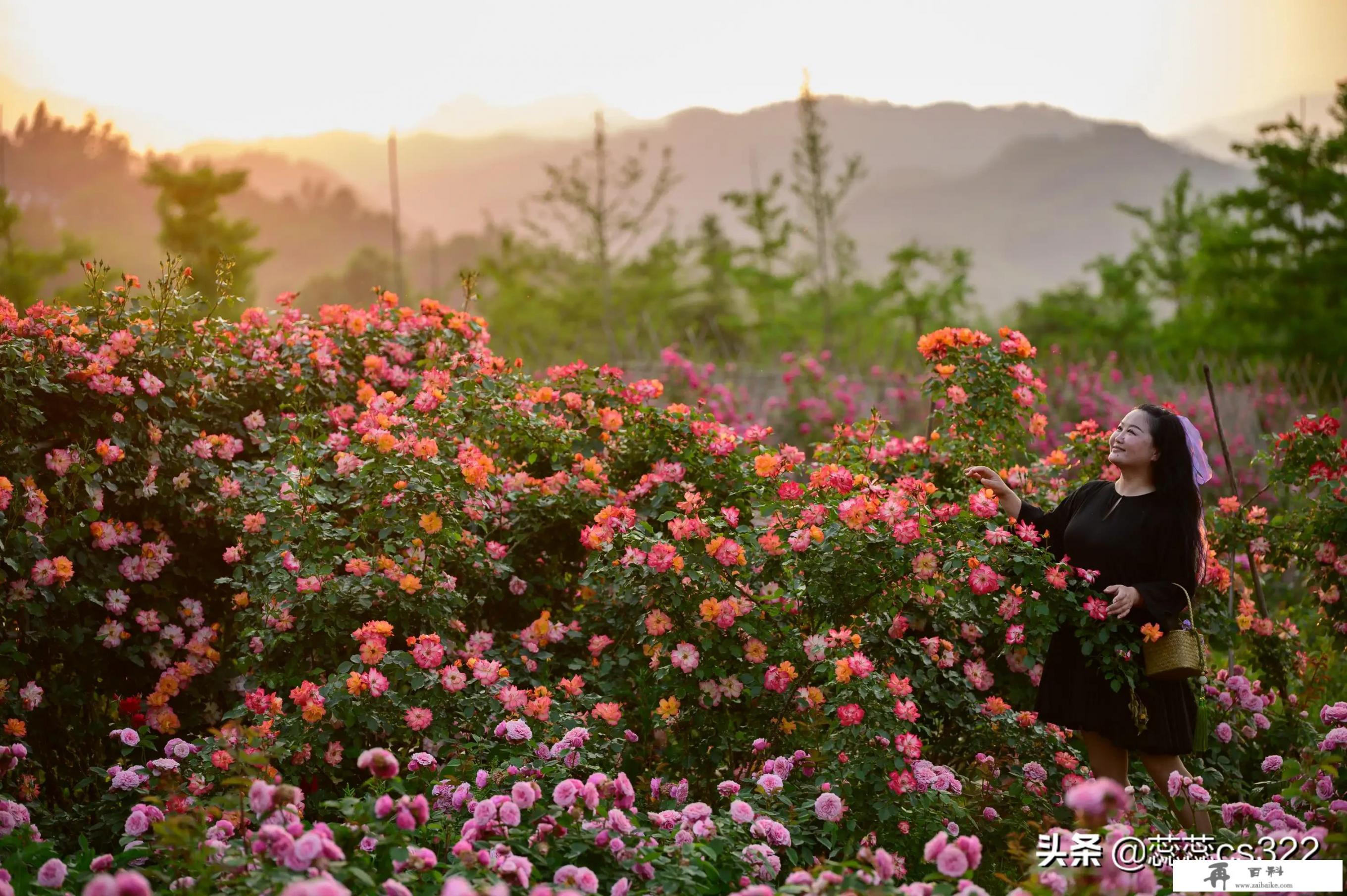 郁金香花海拍照路线？