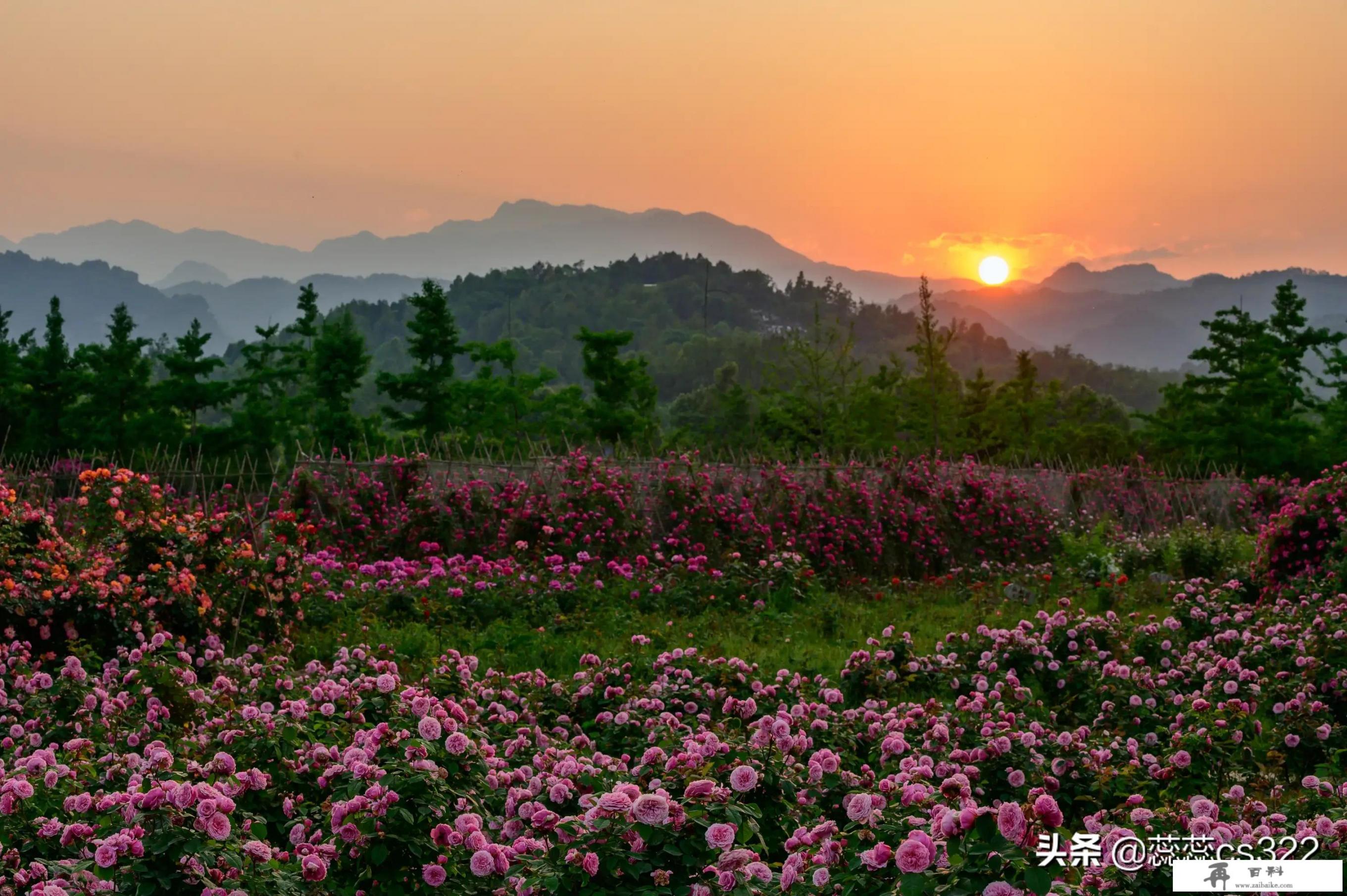 郁金香花海拍照路线？