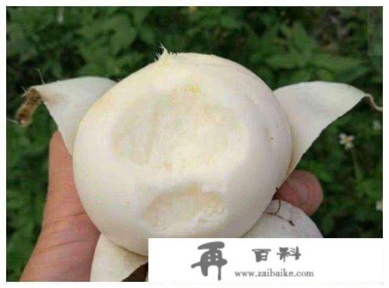 沙葛是水果还是蔬菜？