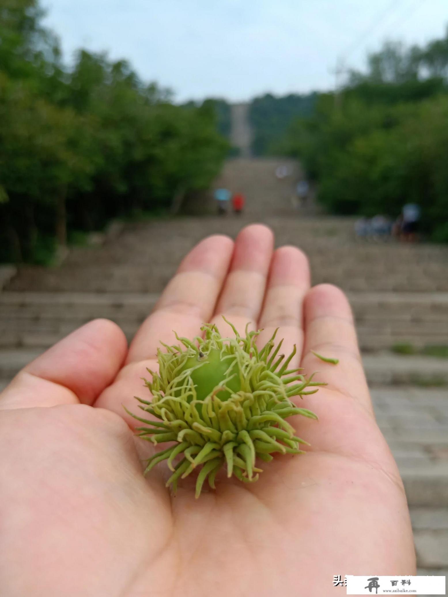 80岁老人免费旅游景点？