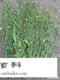 地菜吃了有什么好处？