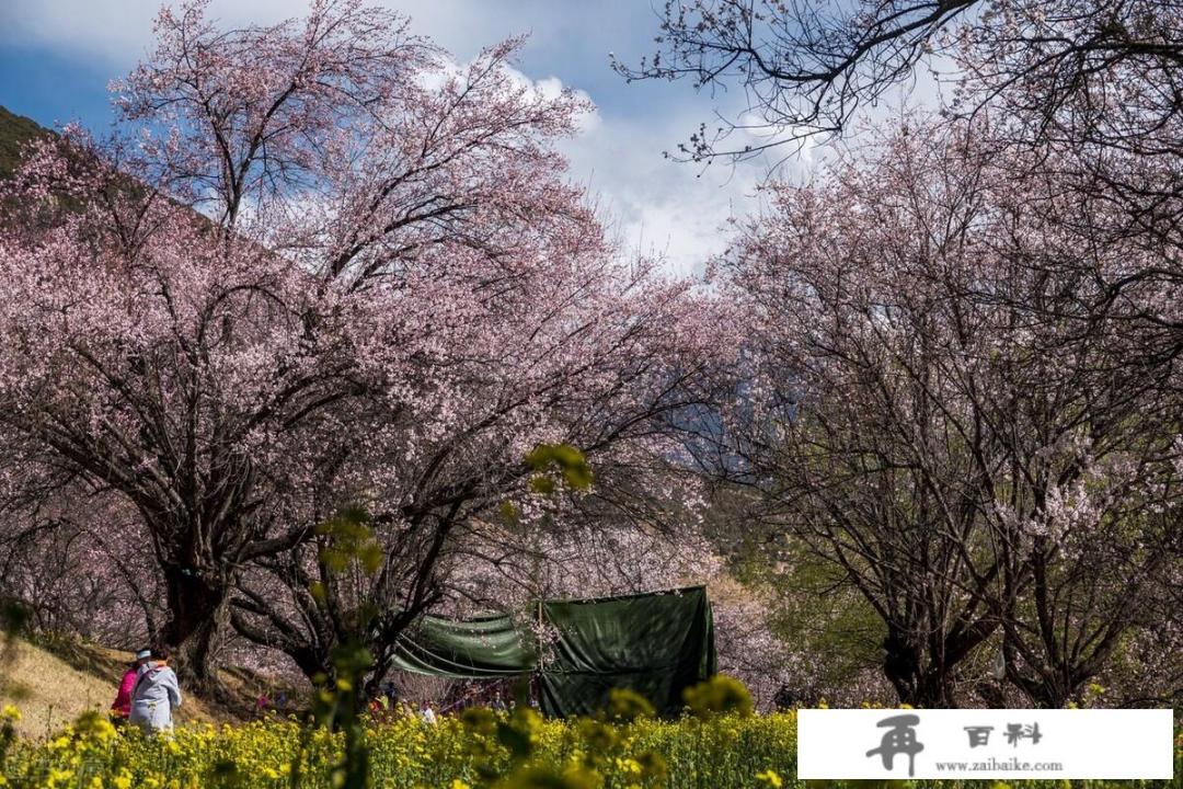 西藏游玩攻略｜林芝桃花节，如何完美避开人群看到美美的桃花？