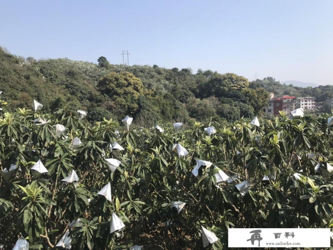 有什么适合农村做的偏门小生意？