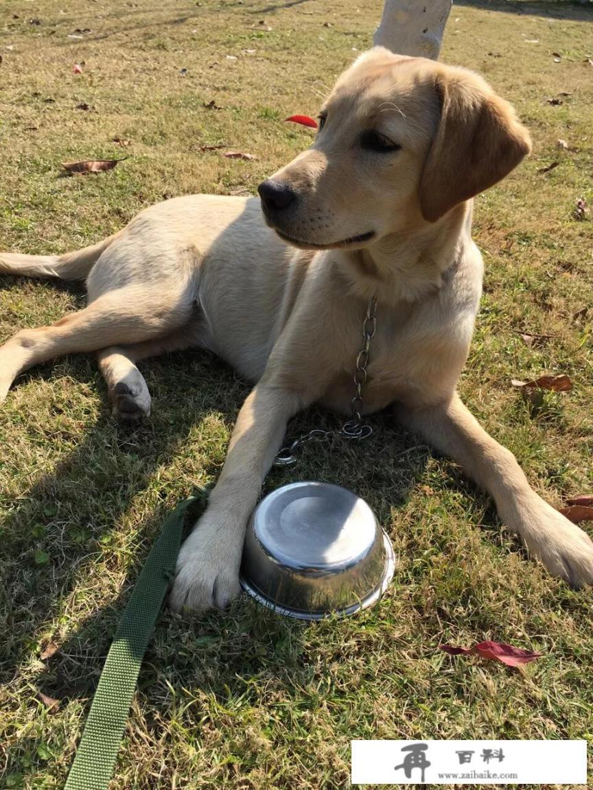 怎样训练柯基犬看家护院见生人吠叫？