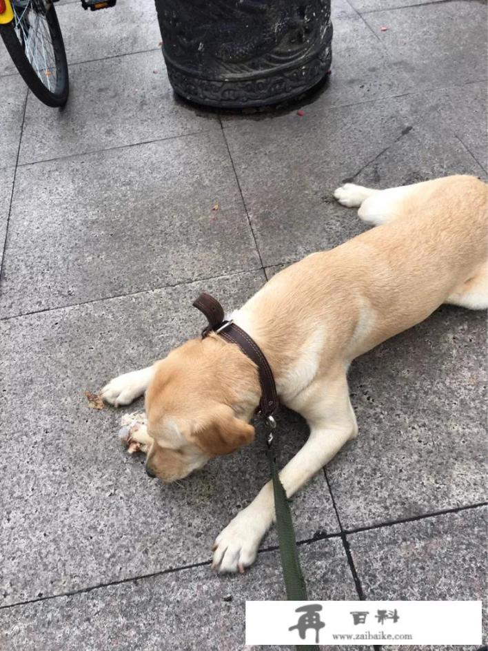 怎样训练柯基犬看家护院见生人吠叫？
