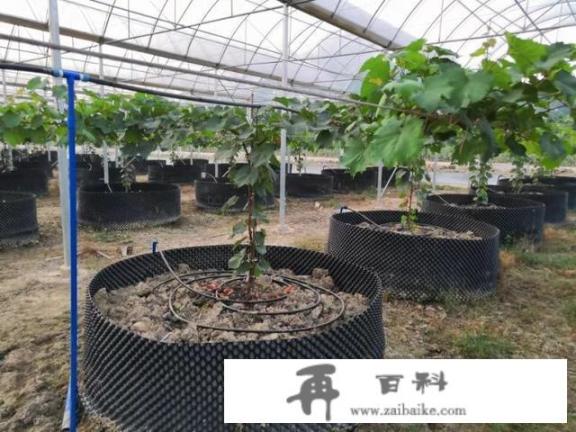 百亩农田怎么发展旅游业，或者说怎么变成休闲农庄？