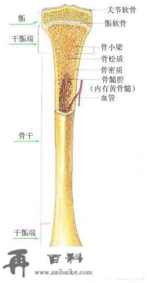怎样能增高身高？