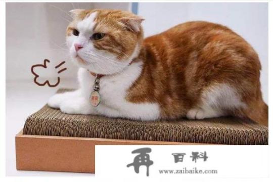 抓精灵app是什么？
